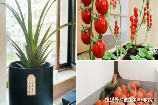 看】首开寸草望京院全攻略-价格服务电话一览冰球突破网站【2026年北京失能老人家属必(图2)